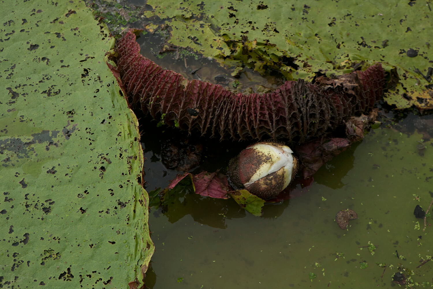 AMAZONAS 25 rio galeria_MG_4768.jpg